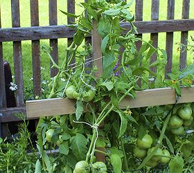 guide to growing tomatoes, gardening, Use the support system to tie off the plants with garden twine or panty hose