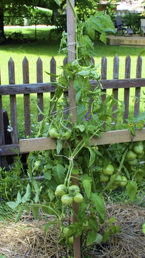 gua para el cultivo de tomates, Utiliza el sistema de soporte para atar las plantas con hilo de jard n o manguera