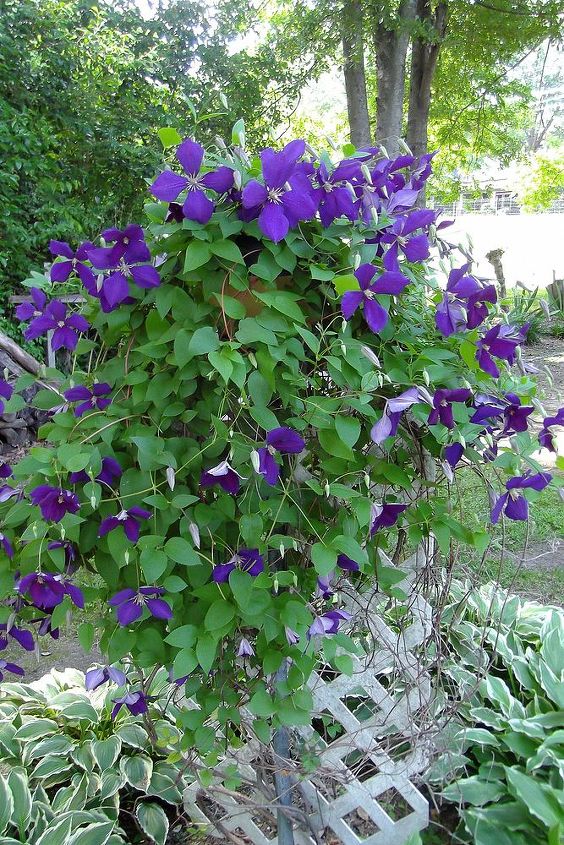 small town big landscaping, gardening, landscape, The clematis is bursting on her lattice