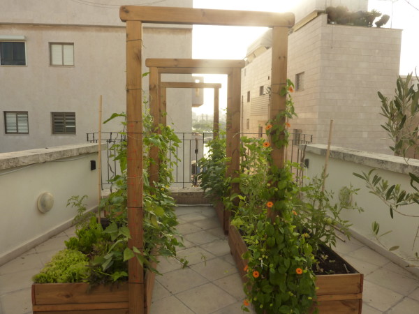 manure tea fed gardens, composting, flowers, gardening, go green, homesteading, raised garden beds, Garden author Fran Sorin designs Rooftop Gardens in Tel Aviv and feeds them Authentic Haven Brand Moo Poo Tea