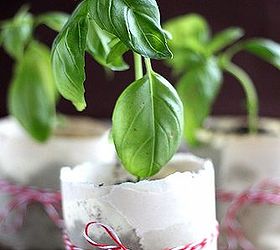 paper pot seed cups, crafts, gardening, Plants love these Paper Pots because you plant them straight into the garden so roots go through less shock