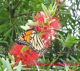bottle brush tree and little birdies happy spring, gardening, wildlife animals, Butterflies love them as much as I do