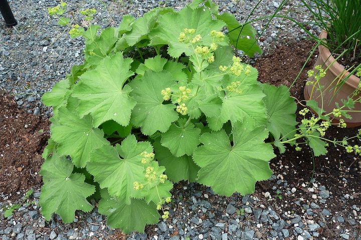 what is this plant, gardening