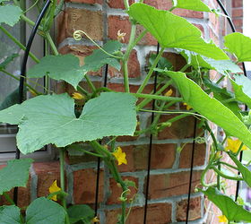 how to grow cucumbers on a trellis small space gardening, gardening