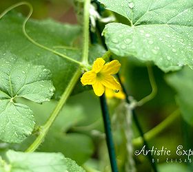 why are my cucumber and cantaloupe leaves spotted, flowers, gardening, raised garden beds, Blooms on the cantaloupe