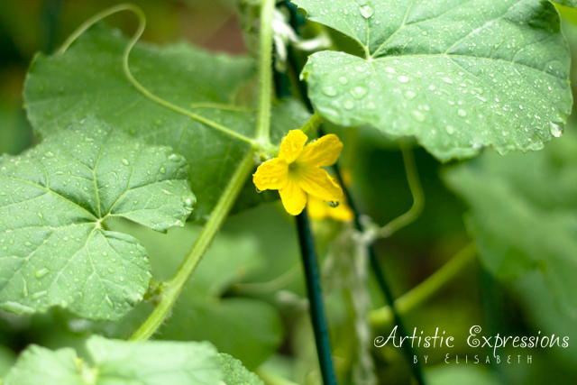 why are my cucumber and cantaloupe leaves spotted, flowers, gardening, raised garden beds, Blooms on the cantaloupe