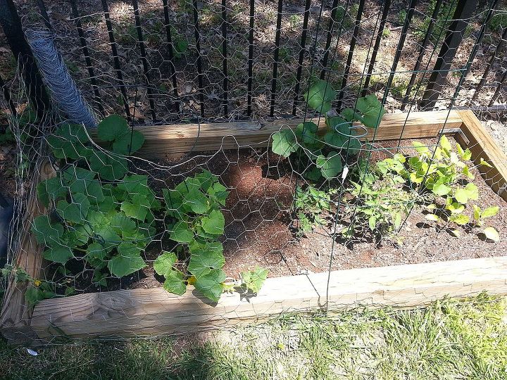 cukes what is this on my cukes, gardening, Start of garden season