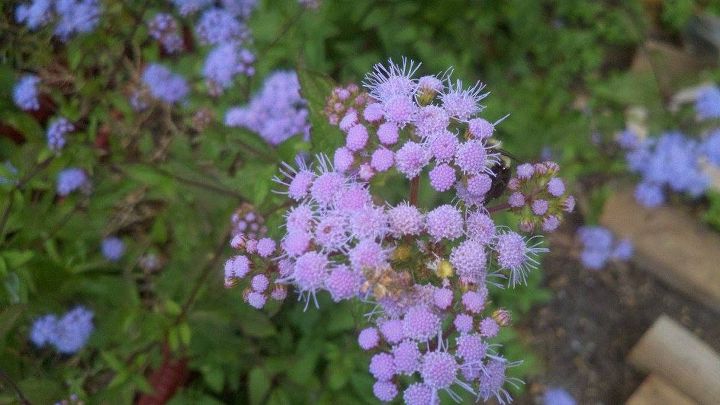 purple flowers, flowers, gardening