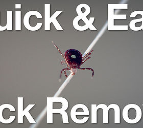 quick and easy tick removal, pets animals, Quick and Easy Tick Removal Process all you need is dental floss and a steady hand