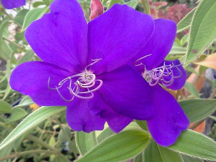 this tibouchina flower winked at me this morning, flowers, gardening, Tibouchina