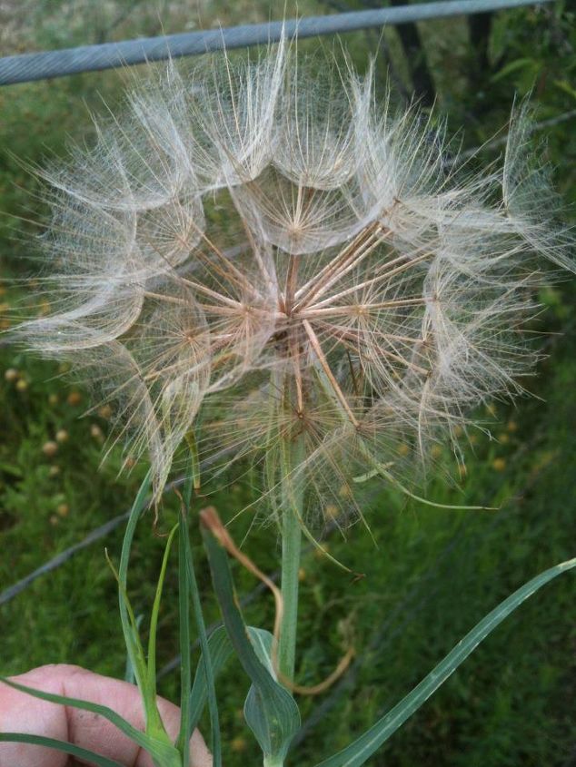 q can anyone tell me what this is it has yellow flowers before the seeds pod opens, flowers, gardening, Before the seeds blow away