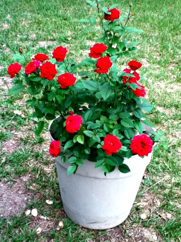 q should i transfer this rose plant to the ground what do you think, gardening