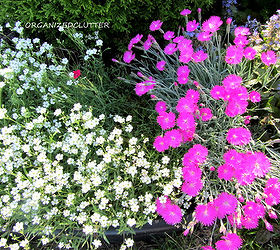 i just love creeping baby s breath, flowers, gardening, perennials, Cheddar pink dianthus on the right