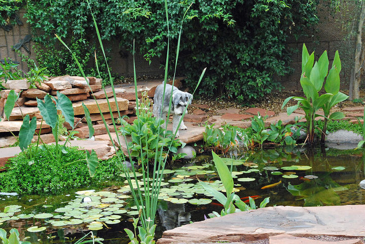 our work, flowers, gardening, outdoor living, pets animals, ponds water features, Don t jump