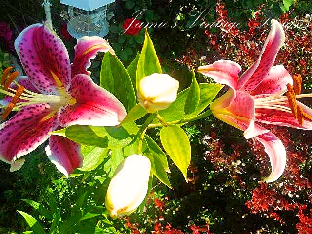 my lilies 2013 asiatic oriental and daylilies zone 5 6, flowers, gardening