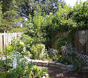 my backyard garden, flowers, gardening, outdoor living, Tomatoes and stuff