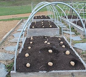 raising potatoes in raised beds, gardening, raised garden beds