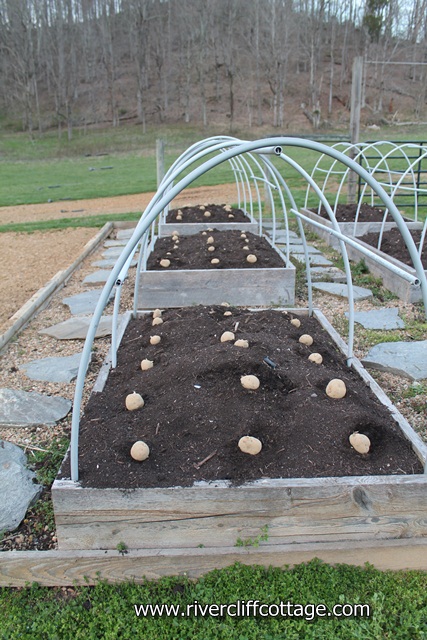 raising potatoes in raised beds, gardening, raised garden beds