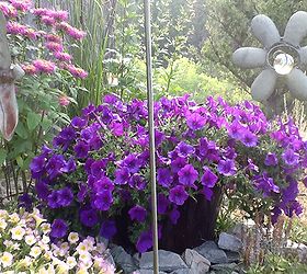 mountain yard in british columbia, flowers, gardening, Purple Petunia