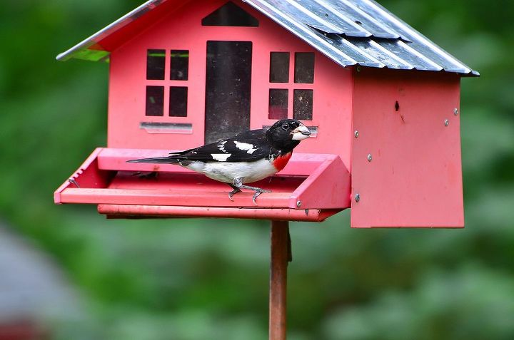 bird watching in my yard and elsewhere, outdoor living, pets animals