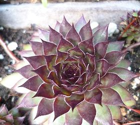 sempervivum in the fall, gardening, Sempervivum Aldo Moro with typical fall coloration