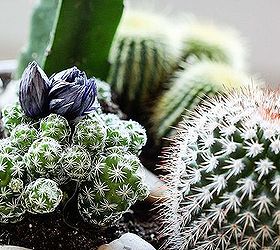 tabletop cactus garden, crafts, gardening, DIY Tabletop Cactus Garden Inspired by Charm