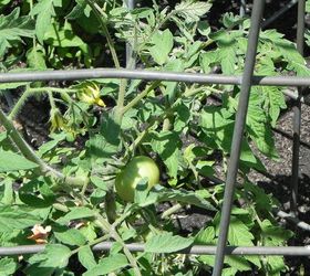 my gardentour, gardening, outdoor living, the first tomato