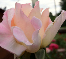 4th of july roses that speak to america, gardening, Peace Hybrid Tea