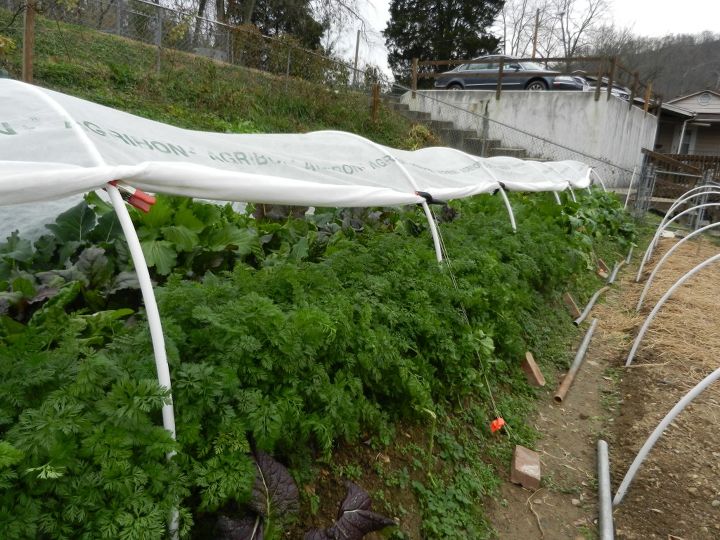 cold frame alternatives low tunnels for winter gardening, gardening, go green, Peeking into a low tunnel