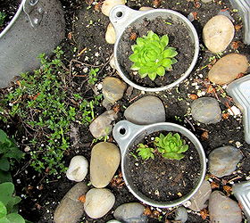 12 fun ways to plant hen amp chicks, gardening, outdoor living, repurposing upcycling, succulents, In aluminum measuring cups