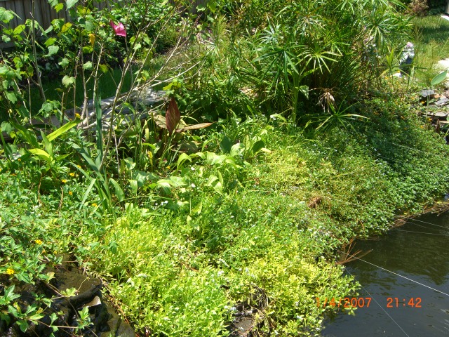 plants around my koi pond, gardening, ponds water features, Blue flowering Forget Me Not plants so delicate