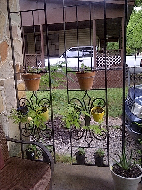 gazebo frame re purposed into garden trellises, gardening, All of the Vines have sprouted