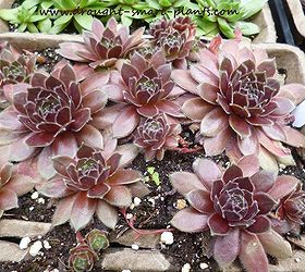 Sempervivum - How to Remake Your Hens and Chicks