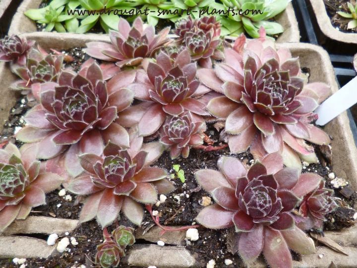 sempervivum how to remake your hens and chicks, flowers, gardening, Director Jacobs is one lovely variety that I remade about three weeks ago