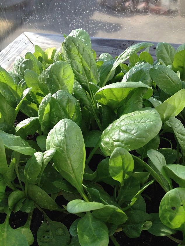 4 consejos para la jardinera de primavera, 22 de marzo de 2014 La primera cosecha de espinacas est lista para ser cosechada