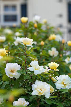 yes there are flowering shrubs that bloom in summer, flowers, gardening, landscape, outdoor living