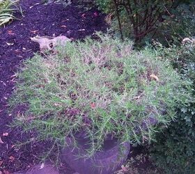 plant identification, gardening, Thought it was rosemary But No