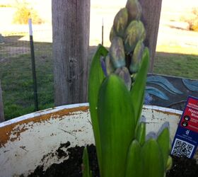 gardening, flowers, gardening, I finally replanted 2 14 2013 Blue Hyacinth has already began to bloom It is going to be so wonderful to see