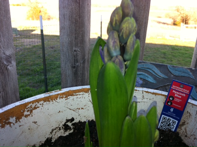 gardening, flowers, gardening, I finally replanted 2 14 2013 Blue Hyacinth has already began to bloom It is going to be so wonderful to see