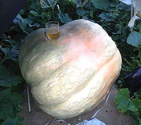 things in my backyard, outdoor living, ponds water features, My pumpkin only around 600lbs at this point