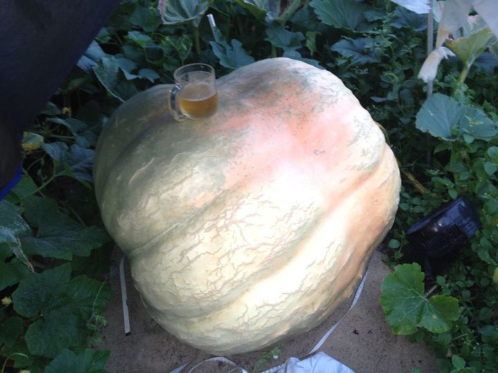 things in my backyard, outdoor living, ponds water features, My pumpkin only around 600lbs at this point