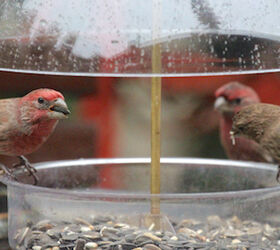part 2 back story of tllg s rain or shine feeders, outdoor living, pets animals, urban living, Two male house finches enjoy a convo in the rain at the dome feeder To read more about these birds visit me on Blogger AS WELL AS tumblr