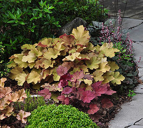 another example of a beautiful shade garden, A mix of Heuchera and the green mounded plant is a 10 yr old Buxus microphylla Kingsville See the blog post for details