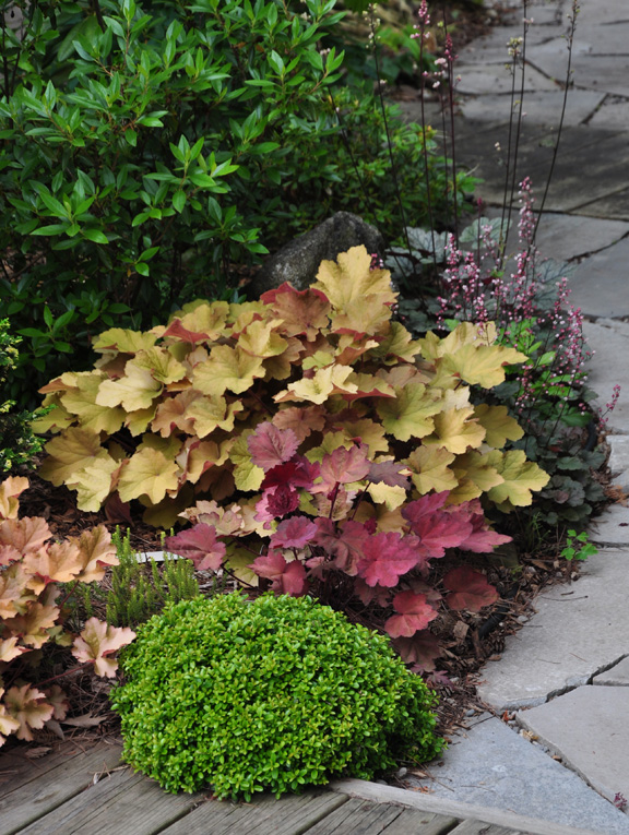 another example of a beautiful shade garden, A mix of Heuchera and the green mounded plant is a 10 yr old Buxus microphylla Kingsville See the blog post for details