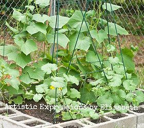 why are my cucumber and cantaloupe leaves spotted, flowers, gardening, raised garden beds, This is my bed for the lemon cucumbers and cantaloupe