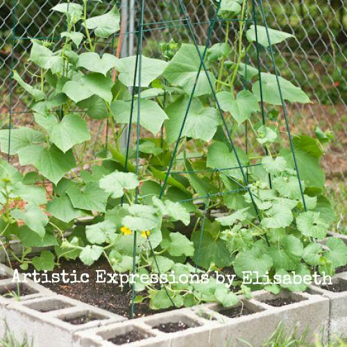 why are my cucumber and cantaloupe leaves spotted, flowers, gardening, raised garden beds, This is my bed for the lemon cucumbers and cantaloupe