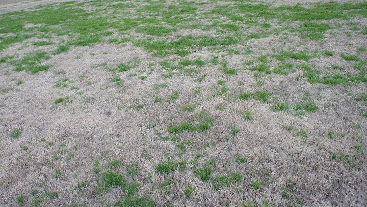 q why is my bermuda grass getting green, gardening