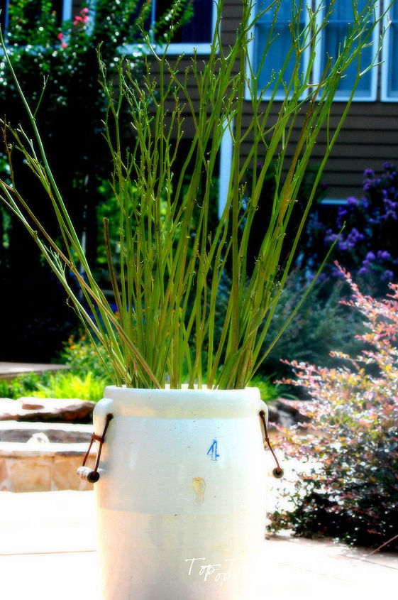how i turned spent daylily stems into pretty outdoor decor, container gardening, flowers, gardening, Spent DayLily Stems painted and placed in a container for a pop of color and added interest