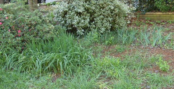 q parts of my front yard are a mess i need help knowing what to do can someone tell, flowers, gardening, Part of the overgrown cluttered front yard