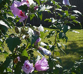 september garden, flowers, gardening, More blossom on my Rose of Sharron